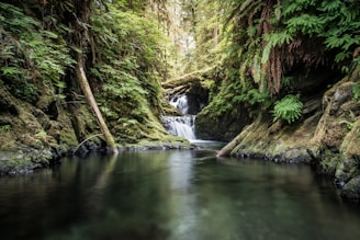 Waterfall and Forrest in Olympic National Park in Washington State