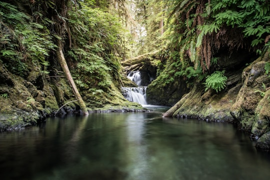 Waterfall and Forrest in Olympic National Park in Washington State