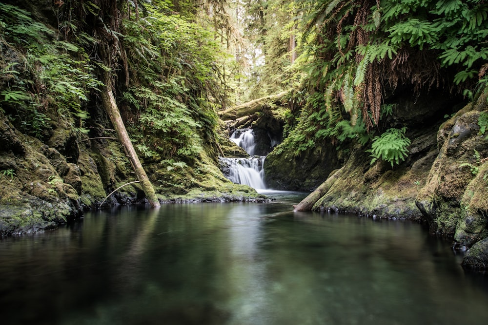 green and brown trees beside river