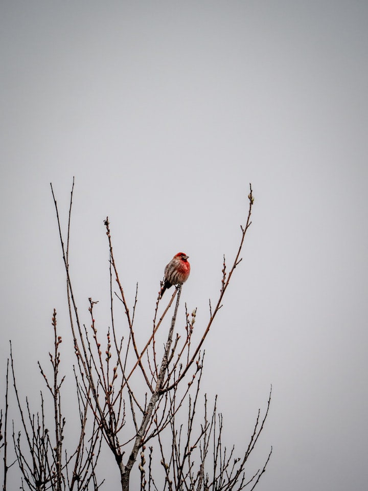 The Tree's Song