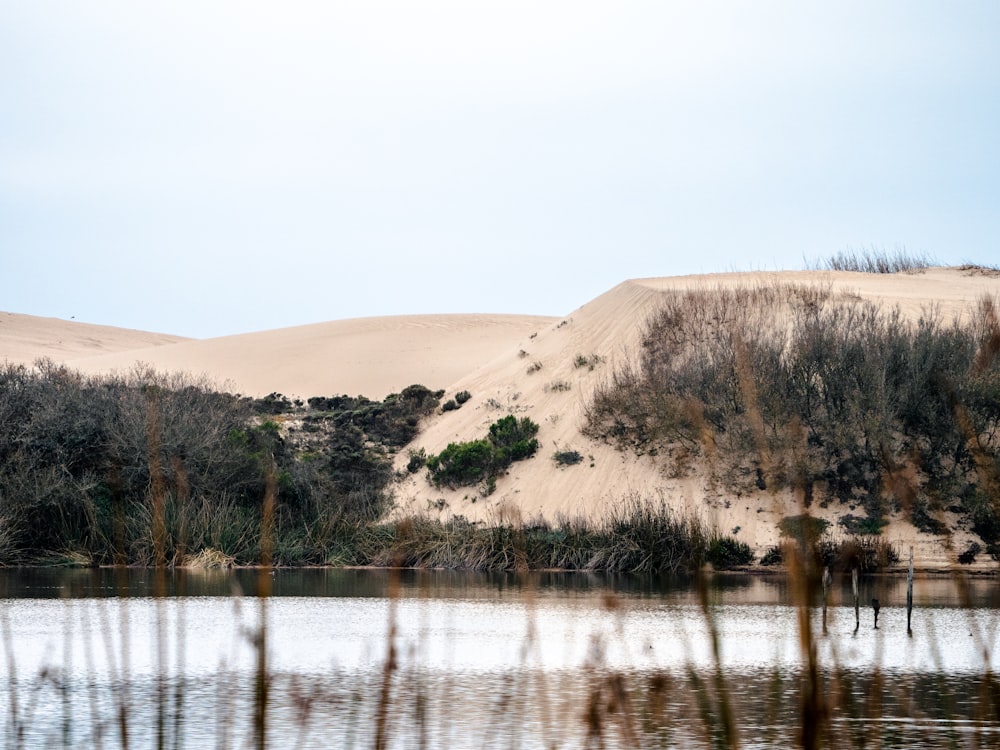 brown grass near body of water during daytime