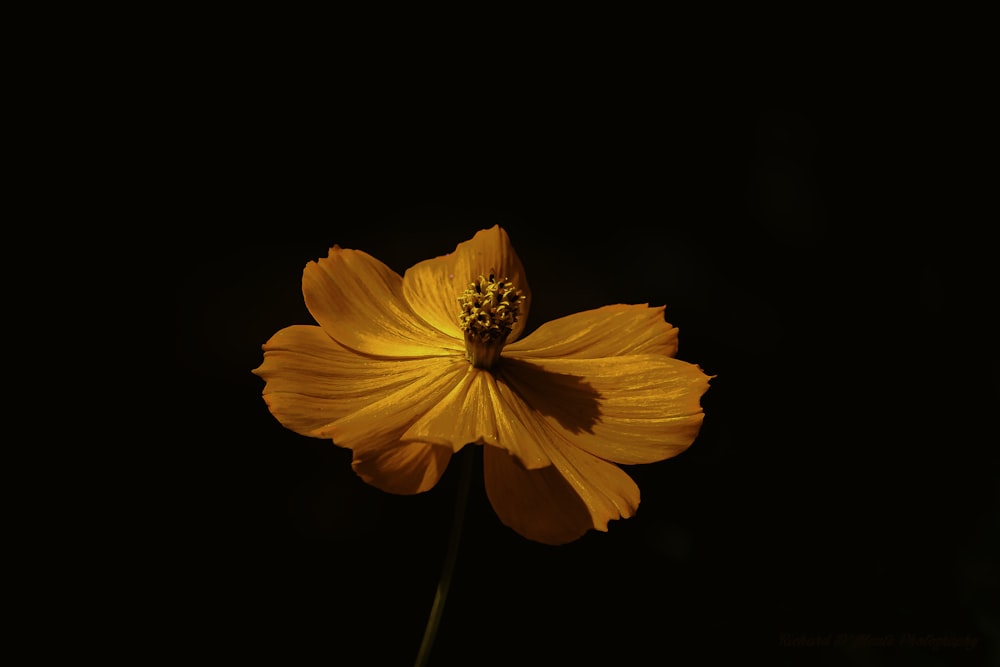orange flower in black background