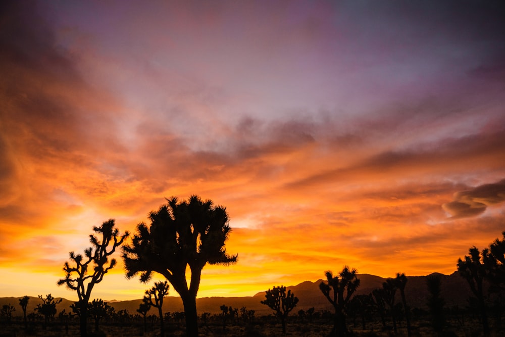 silhouette of trees during sunset