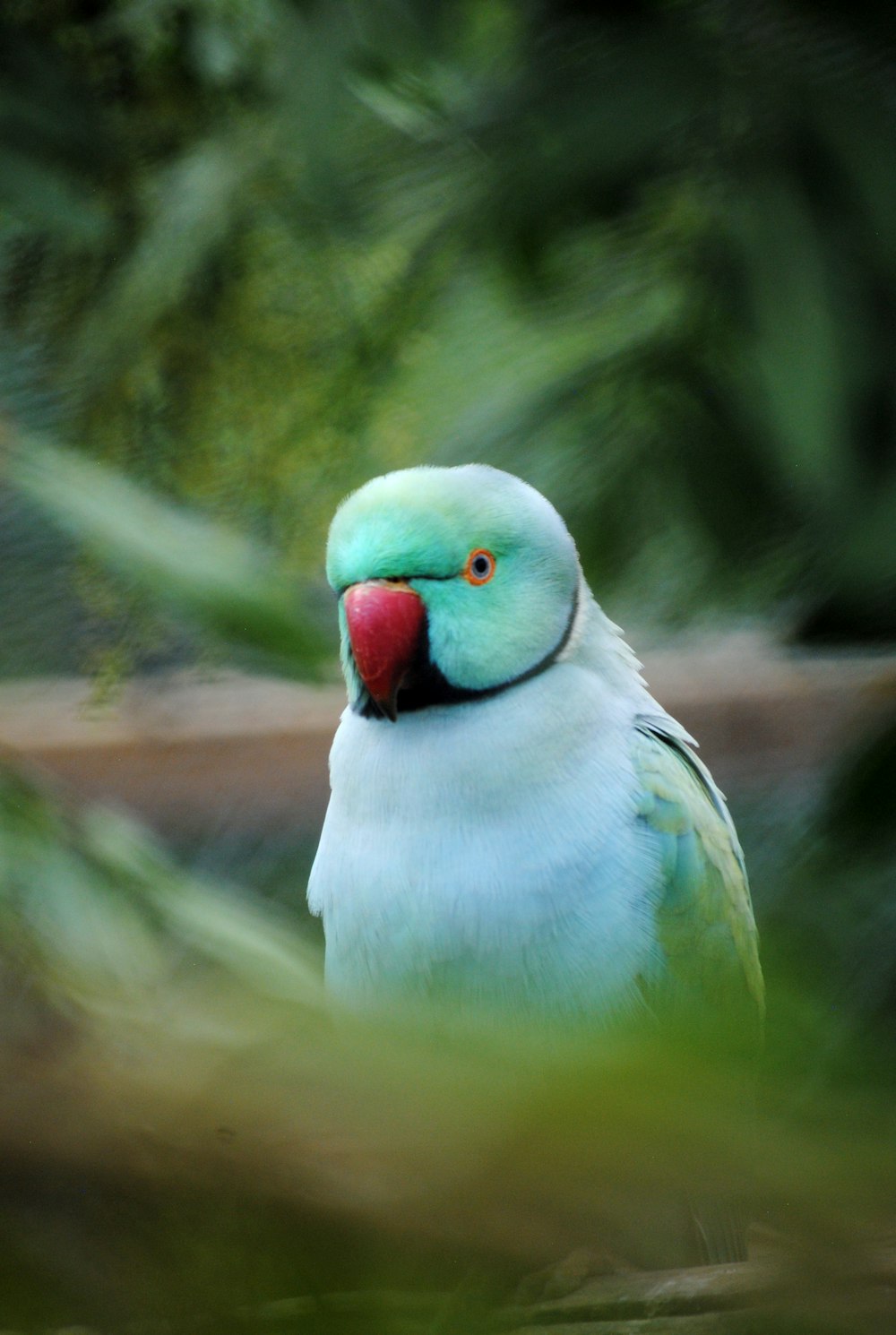 white red and green bird