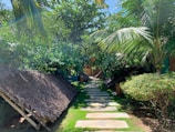 Pathway leading to eco cabins surrounded by tropical plants and trees.