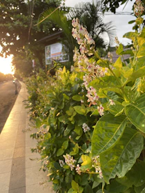 A neatly trimmed hedge lining a winding garden path under soft sunlight.