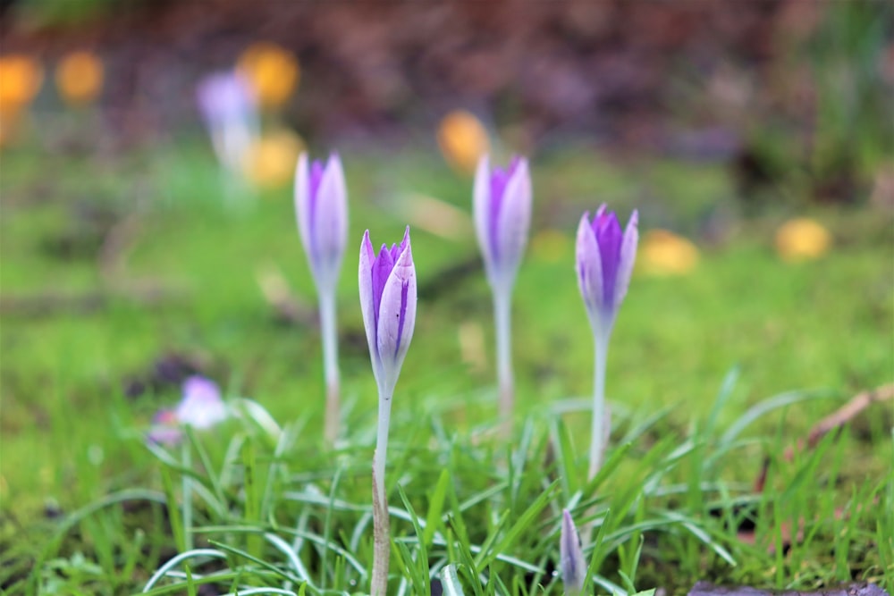 purple crocus flowers in bloom during daytime