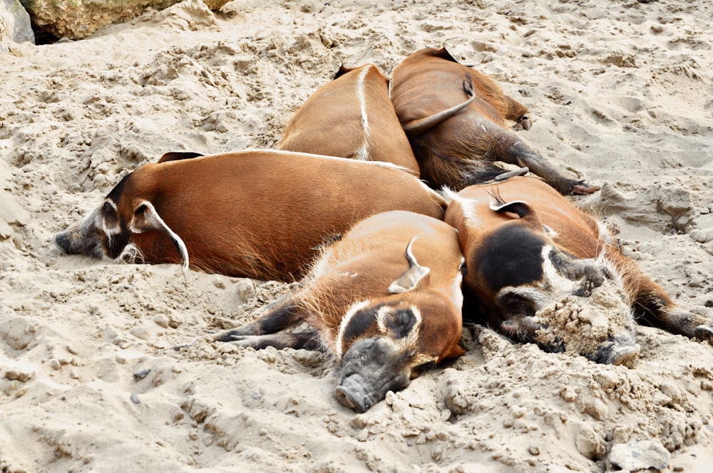 brown and white horse on brown sand during daytime