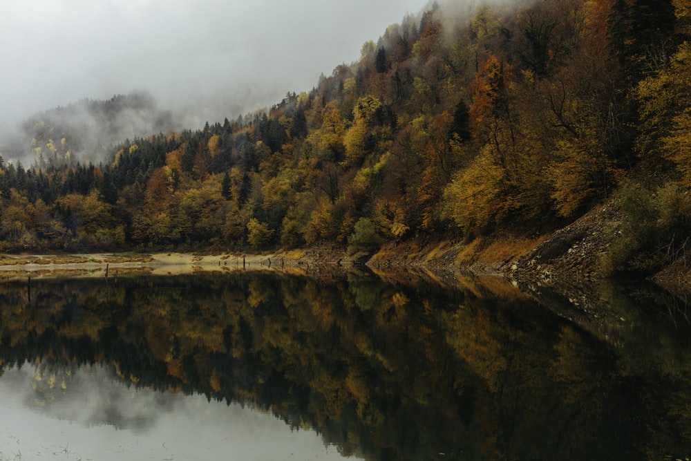 brown and green trees beside lake during daytime