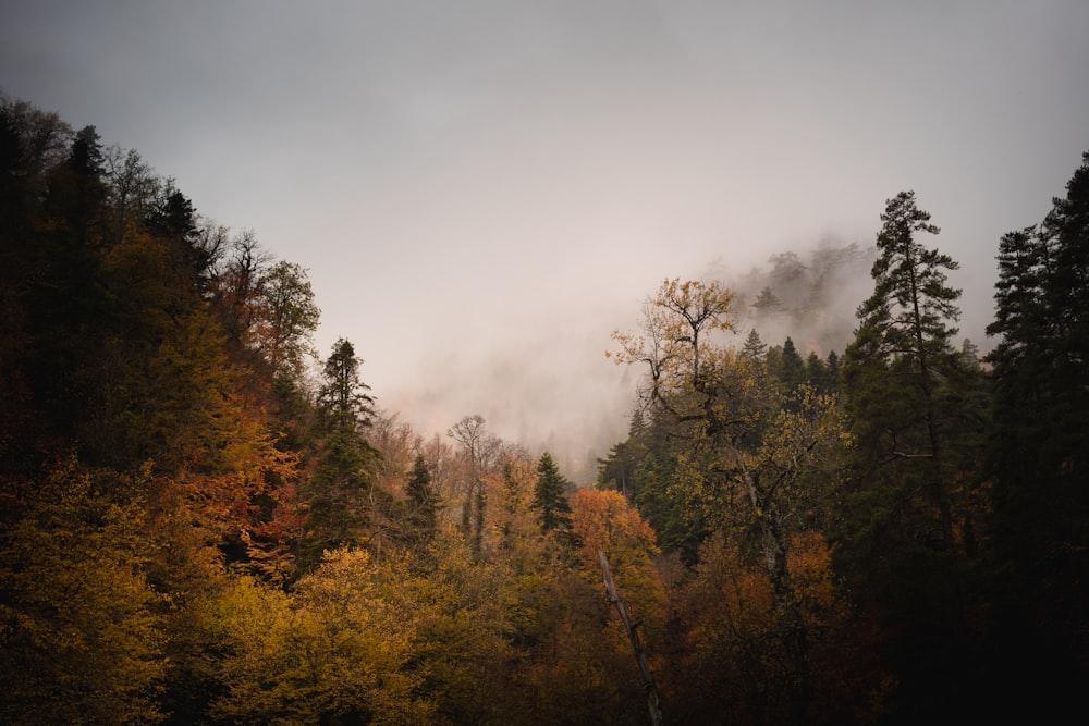 green and brown trees under white clouds