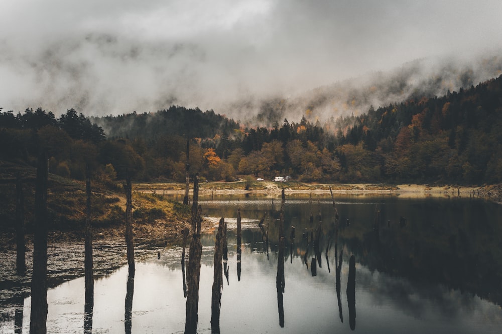 green trees beside body of water under cloudy sky during daytime