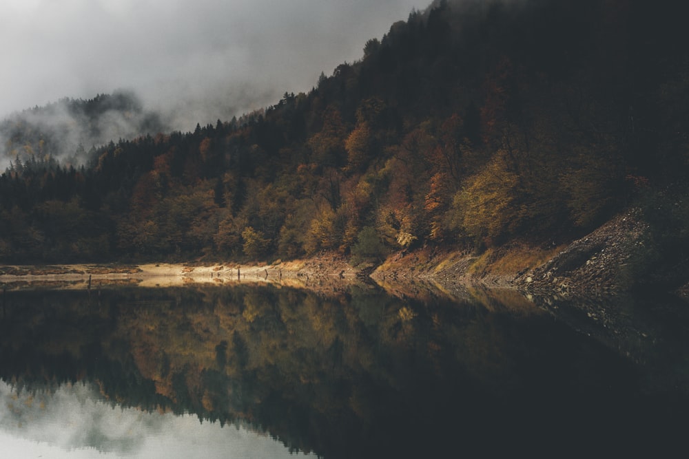 brown and green trees beside lake under gray sky