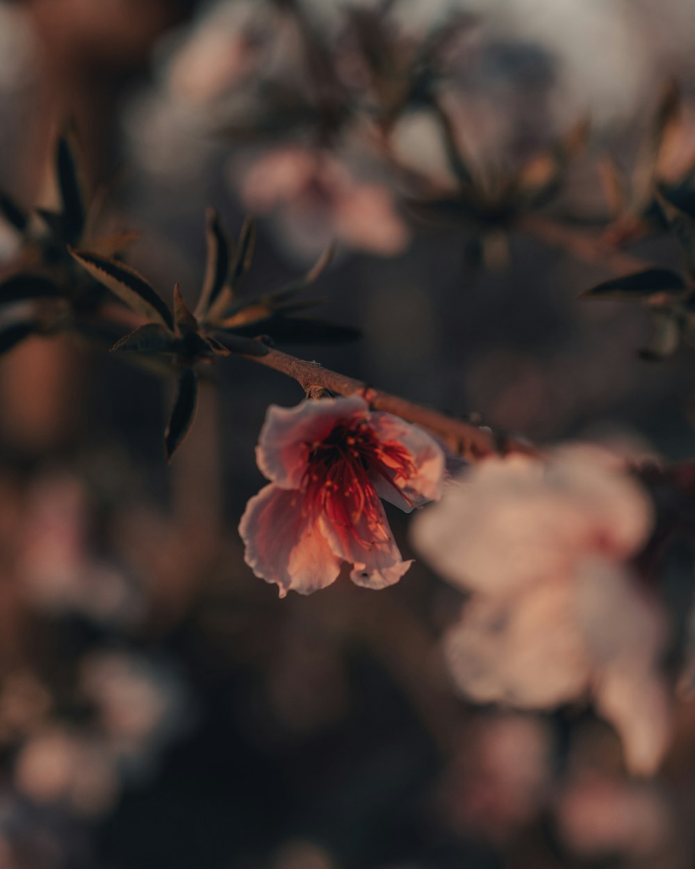 pink flower in tilt shift lens