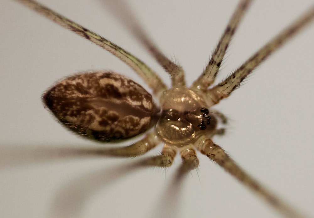 brown and black spider on white textile