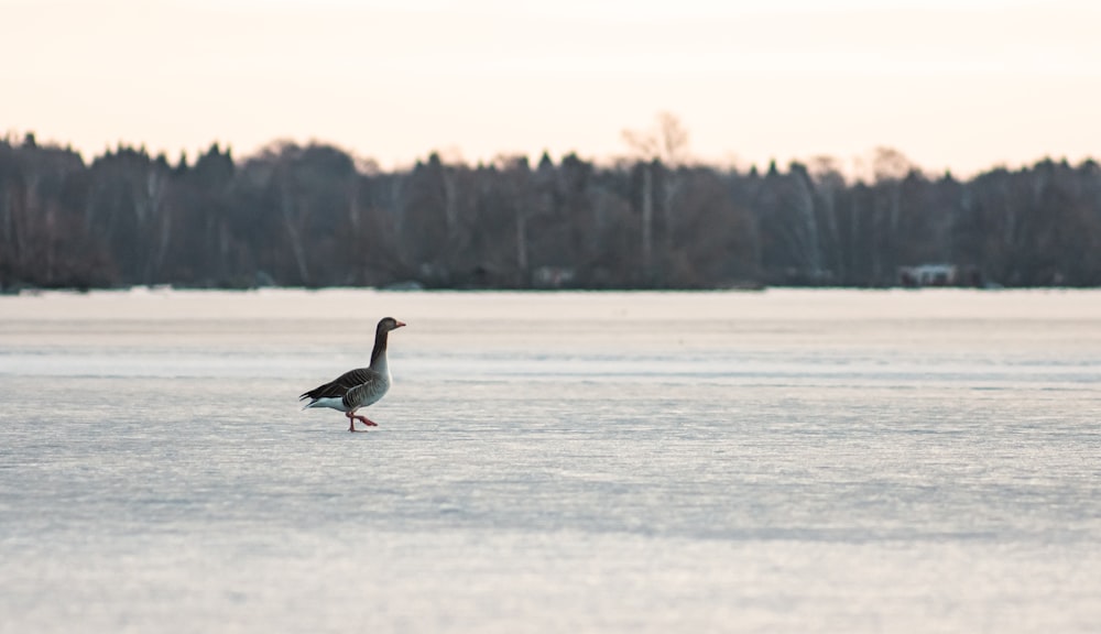 white and black duck on snow covered ground during daytime