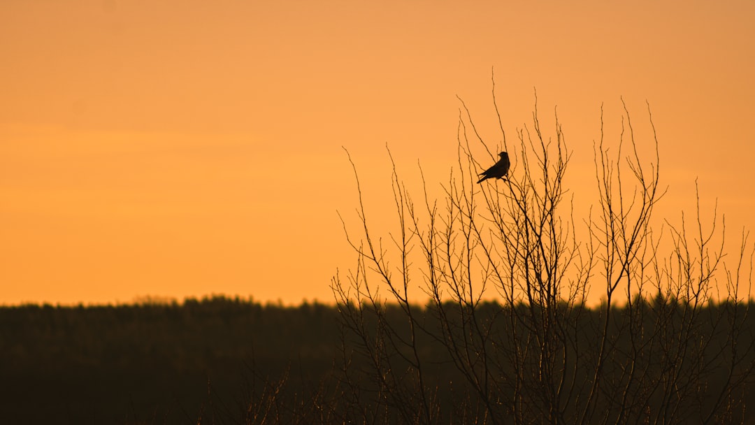 silhouette of bird flying over bare trees during sunset