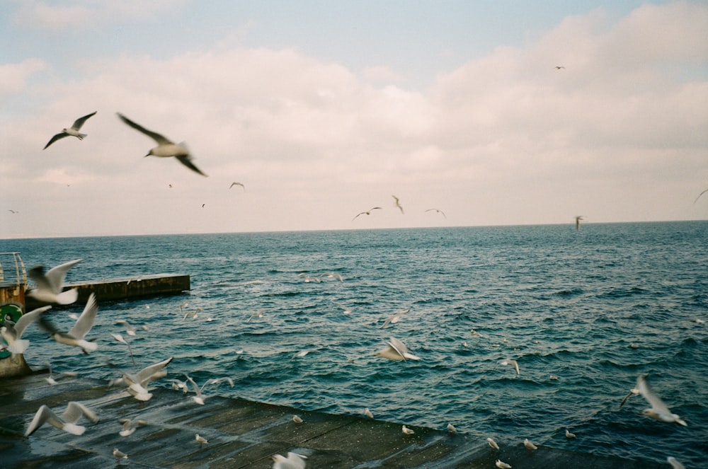 oiseaux volant au-dessus de la mer pendant la journée