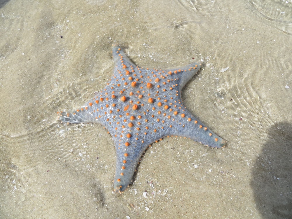 blue starfish on brown sand