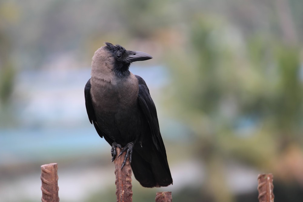 black bird on brown tree branch during daytime