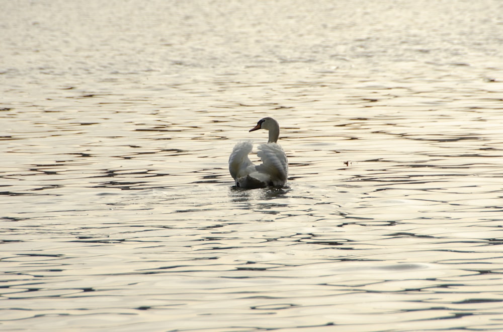 2 Cisnes blancos en el agua durante el día