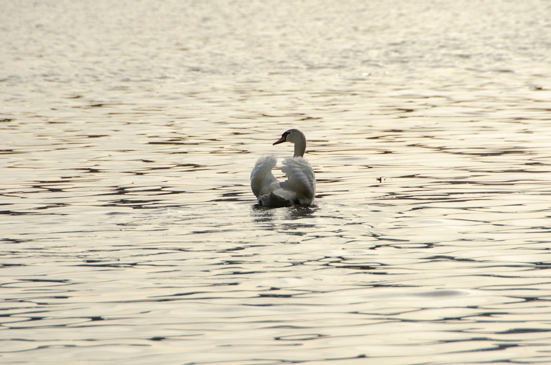 2 white swan on water during daytime