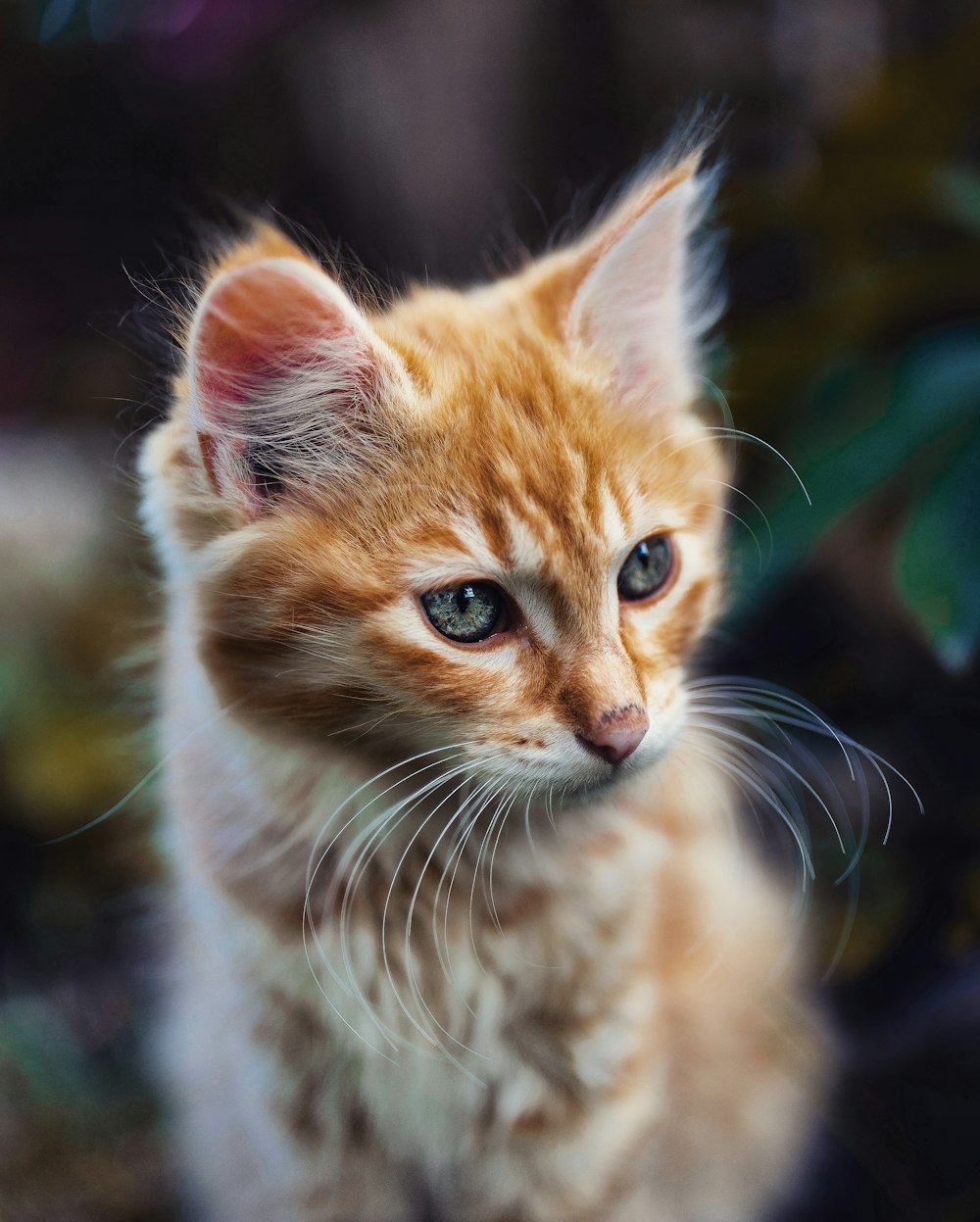 orange tabby kitten in tilt shift lens