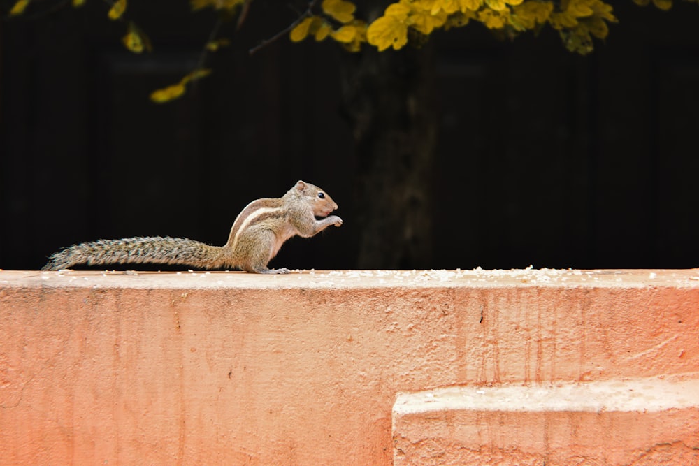 brown squirrel on brown concrete wall during daytime
