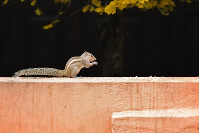 brown squirrel on brown concrete wall during daytime thursday zoom background