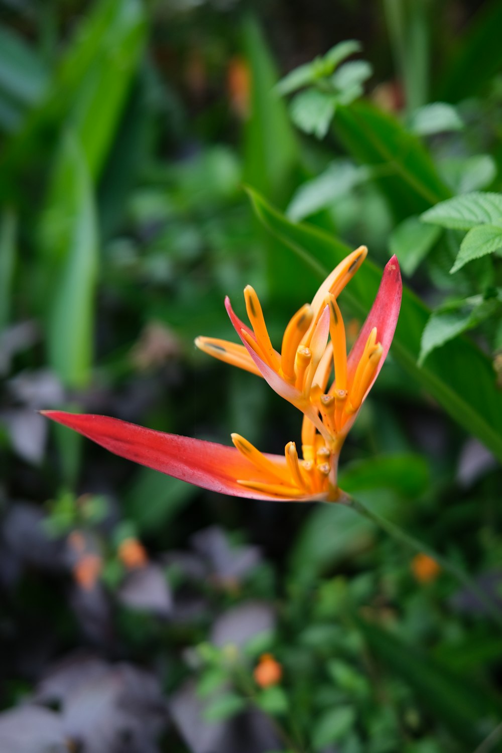 orange flower in tilt shift lens