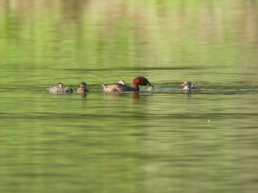 A group of small water birds is swimming together on a calm body of water, surrounded by reflections of green foliage. The water surface is smooth, gently rippled by their movement, while sunlight highlights the birds' feathers.