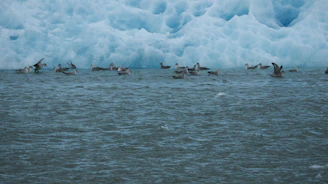 Migratory birds in flight above icy waters, symbolizing the interconnectedness of Arctic ecosystems.