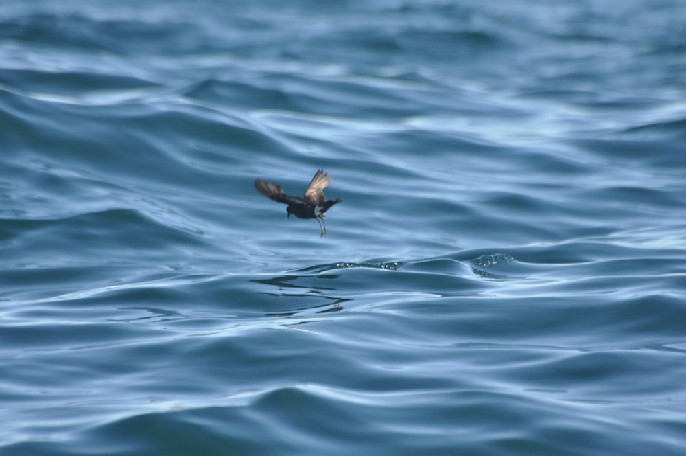 brown bird on water during daytime