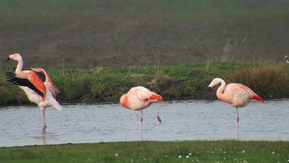 pink flamingos on water during daytime