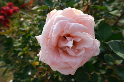 Close-up of hands carefully pruning a blooming rose bush in a sunny Australian garden.