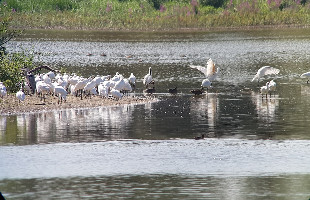 flock of geese on water during daytime