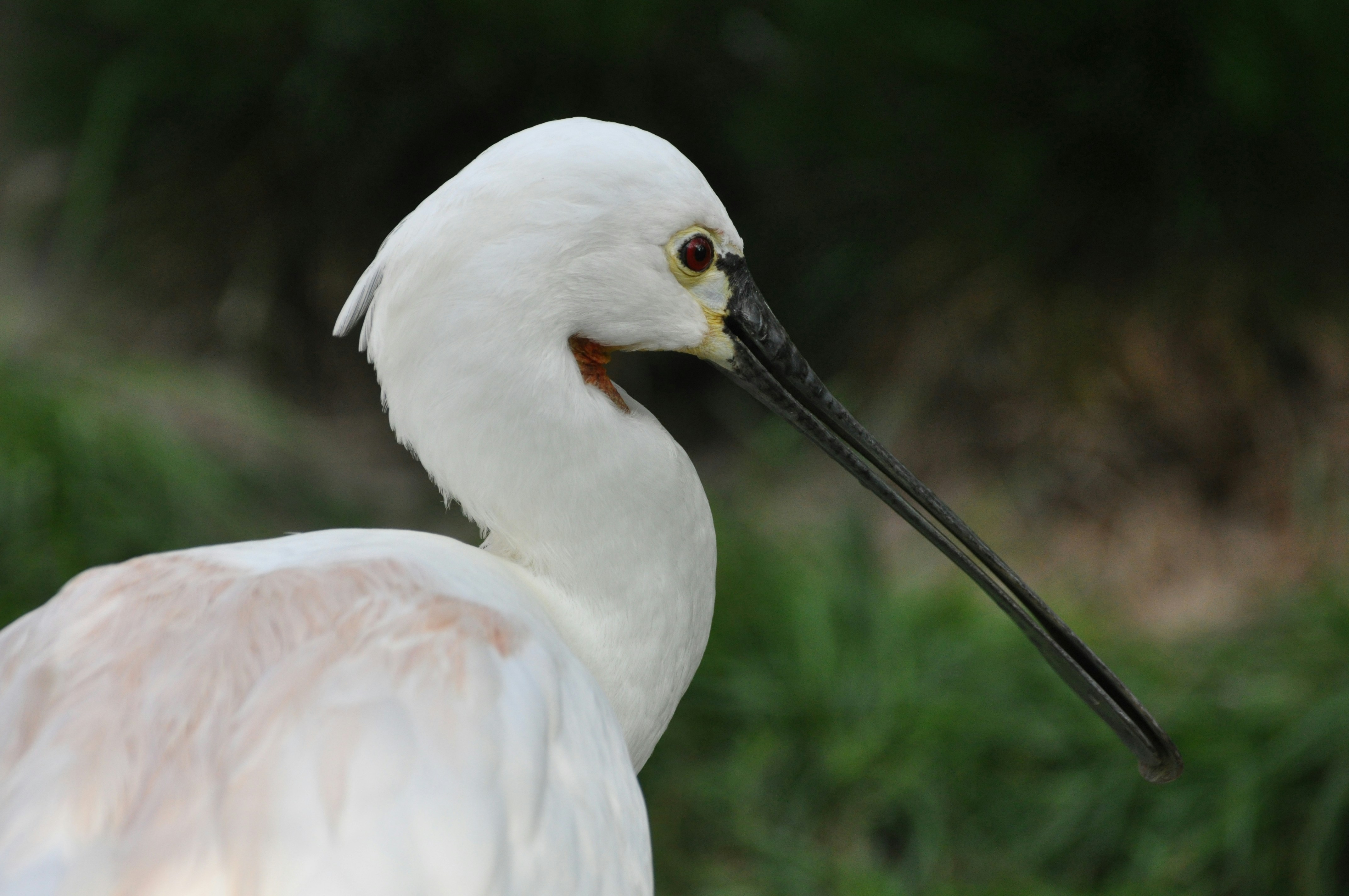 white bird on green grass during daytime
