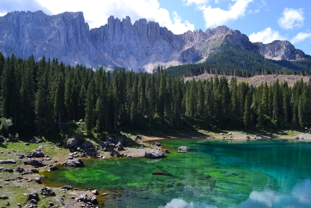 pini verdi vicino al lago durante il giorno