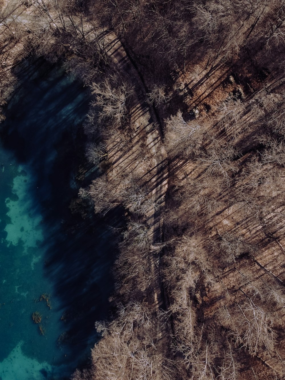 brown and green trees beside blue body of water during daytime