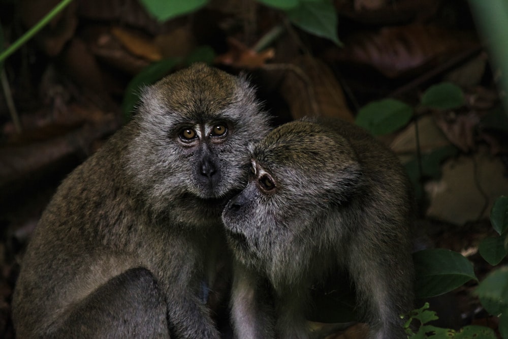 brown monkey on green leaves during daytime