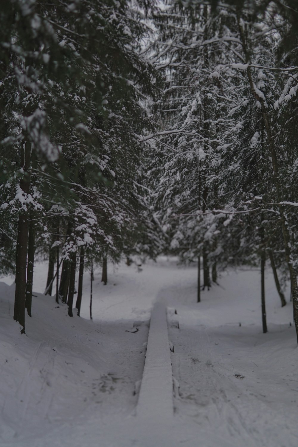 snow covered trees during daytime