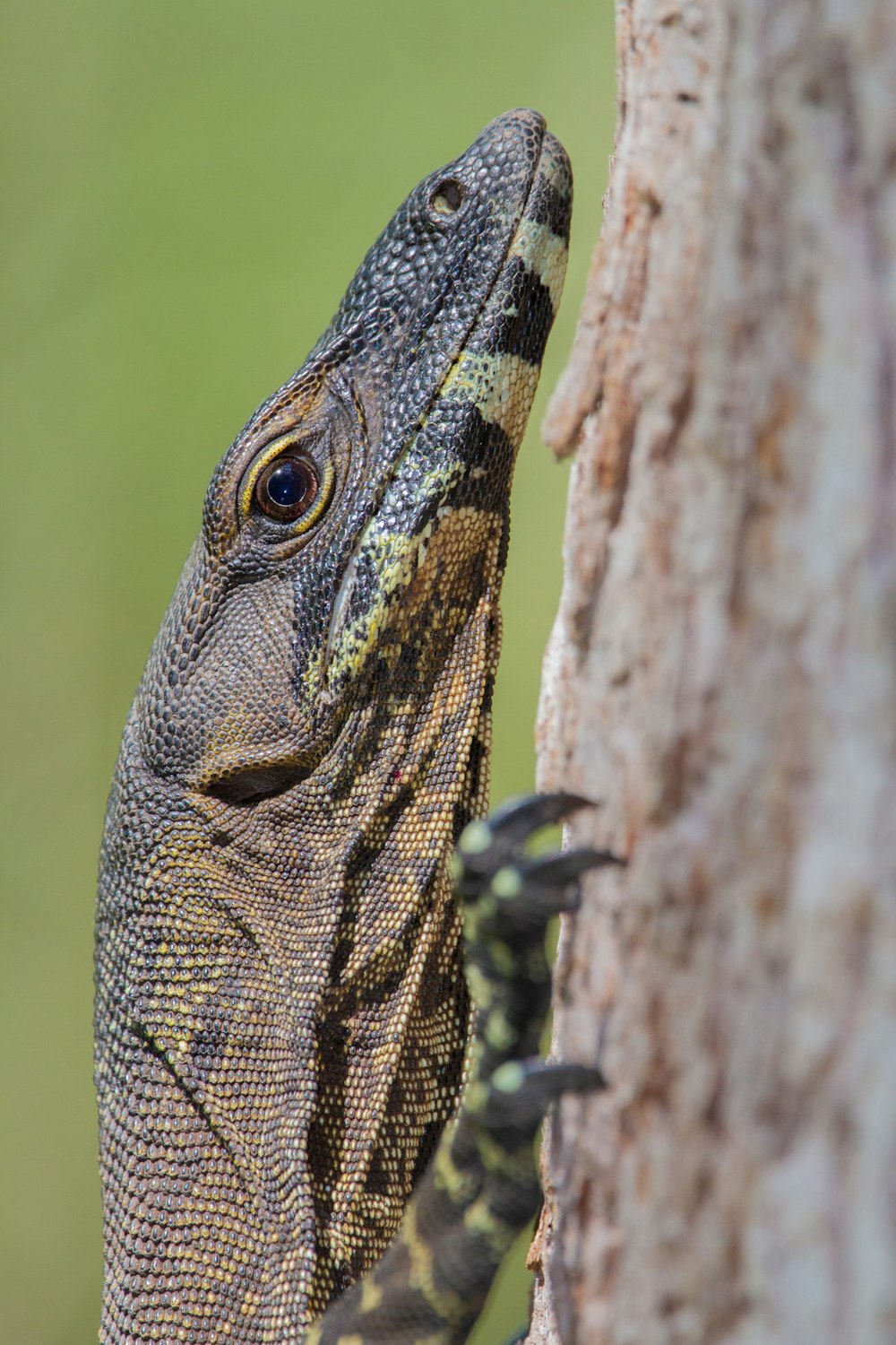 green and black lizard on brown tree trunk