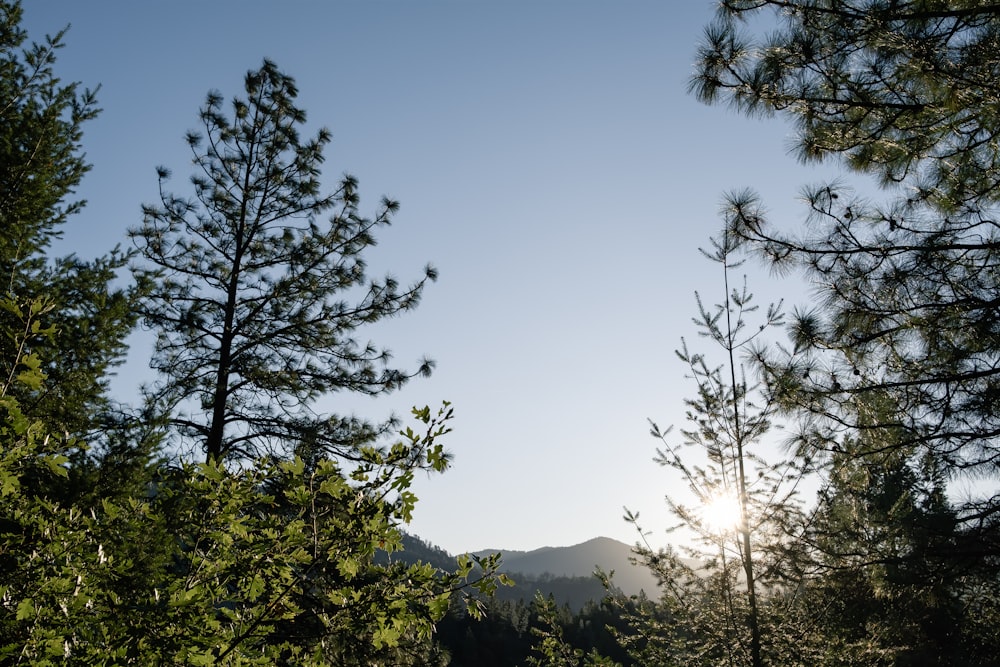 green trees under blue sky during daytime