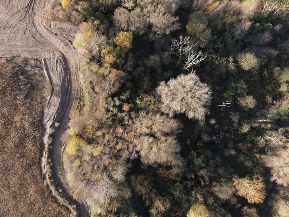 緑の木々の空中写真