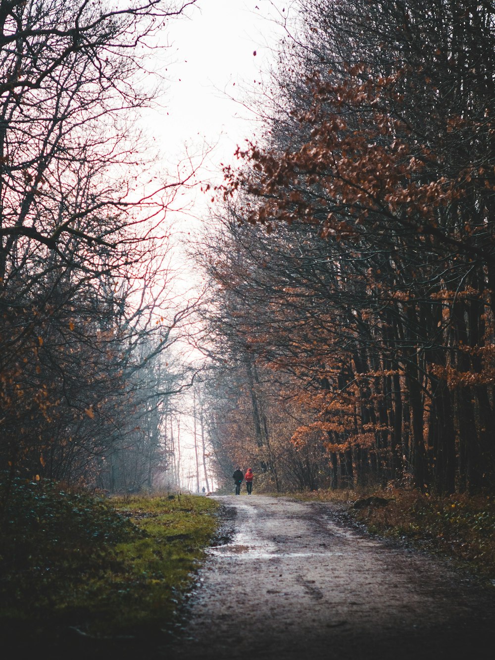 gray road between bare trees