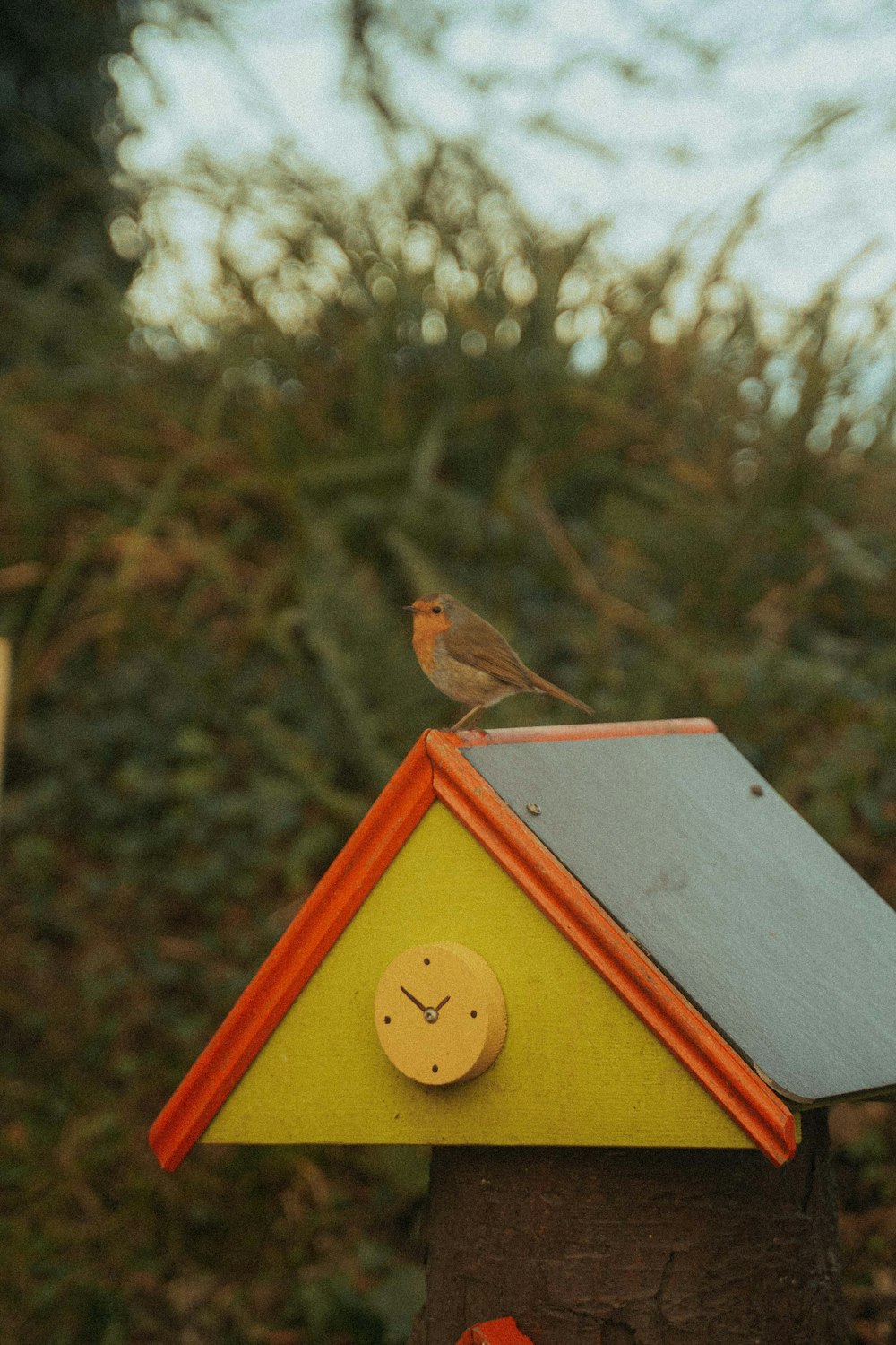 brown bird on red and white wooden birdhouse