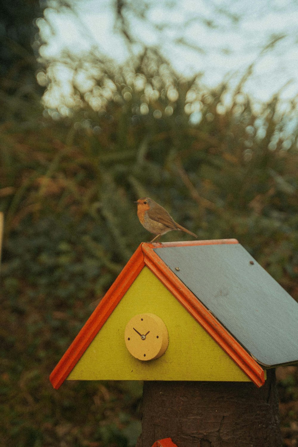 uccello marrone su casetta per uccelli in legno rosso e bianco