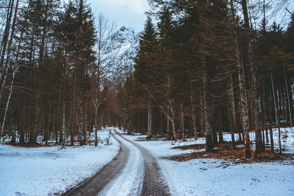 snow covered road between trees under blue sky during daytime