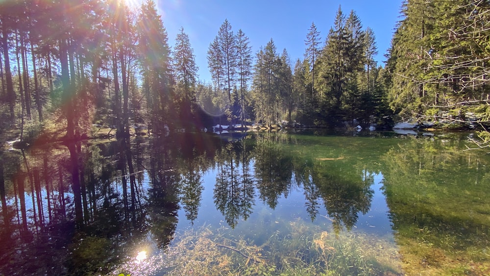 green trees beside river during daytime