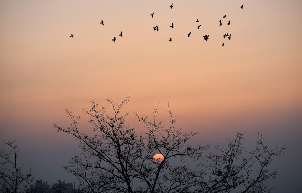 silhouette of birds flying over bare trees during sunset