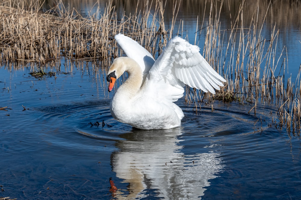 white swan on water during daytime